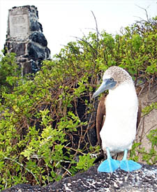 Perhaps the bird with the most impressive flying skills is the blue-footed booby. 