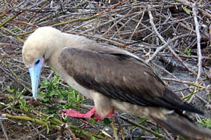 The red footed booby is a long distance fisherman, and likes to nest in palo santo trees. 