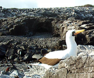 The masked booby is the largest of the three boobies and is named for the black mask across its face. This bird nests on the ground near the tops of cliffs, primarily, so that they can take off easily. (Photo by Rob Otto, 2001)  