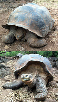 Tortoise from a large, lushly vegetated island. Notice the dome shape of its shell.