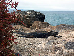 Marine iguana.