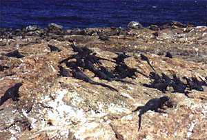 Marine iguanas basking in the sun after a cold swim in the waters off Genovesa Island. (Photo by Karen Harpp, 1999) 