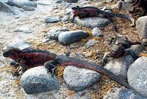 Marine iguanas from Espanola Island. 