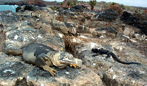 A land iguana on the left and a marine iguana on the right.