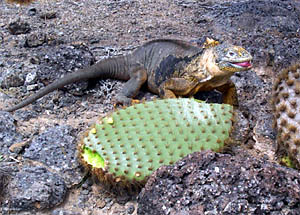 A land iguana munches on a cactus pad. They use their claws to scratch up and remove many of the spines before eating the juicy interior.