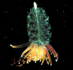 Dive and Discover : Hot Topics : Deep Sea Biology
