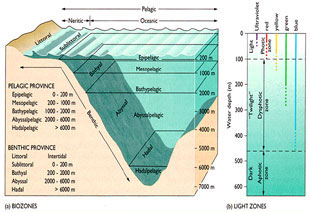 Diagram on left shows how the ocean is divided into different depth categories. Diagram on the right shows how deep the different colors of light penetrate into the ocean. You can see that red light doesn’t reach down very far, this is why many deep-sea animals are red, so they are camouflaged. 