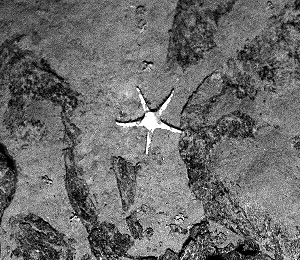 This sea star was caught on camera crawling along the lava rocks. The picture is roughly a meter across, so this sea star is quite large. 