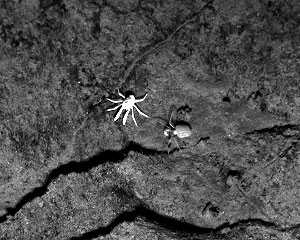 This is a deep-sea squat lobster. It appears a bright white on the black and white photograph, but they are really an orange-red color. Red light can only reach a hundred meters into the ocean, so this wavelength never reaches the seafloor. Many deep-sea creatures are red so that they can hide from predators. The picture width is about 0.5 meters across.
