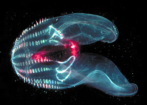 This is a bioluminescent jelly (ctenophore). Every bioluminescent species has its own specific pattern. 