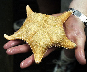 Tim Shank has identified this species of sea star as a Hippasterias. 