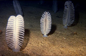 This is a sea pen, Pennatulid, which belongs to the same family as anemones and corals. These animals live on soft sediments and filter out food particles from the bottom currents. 