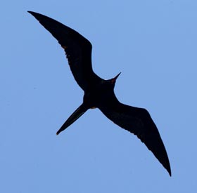 Frigate bird 