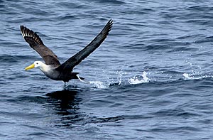 Waved albatross 