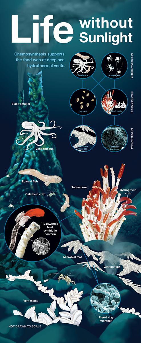 life without sunlight