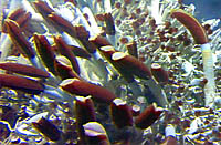 tubeworms