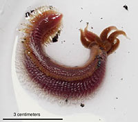 One of the Alvinellid worms recovered from “Dave” Vent. 