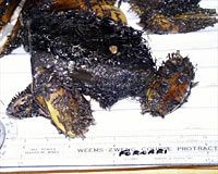 A sample of lobate lava covered with mussels, both large and small, collected from the base of TY vent. 
