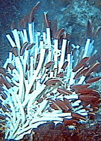 Giant tube worms, called Riftia, grow up to 6 feet long and are commonly found at vent sites on the East Pacific Rise.