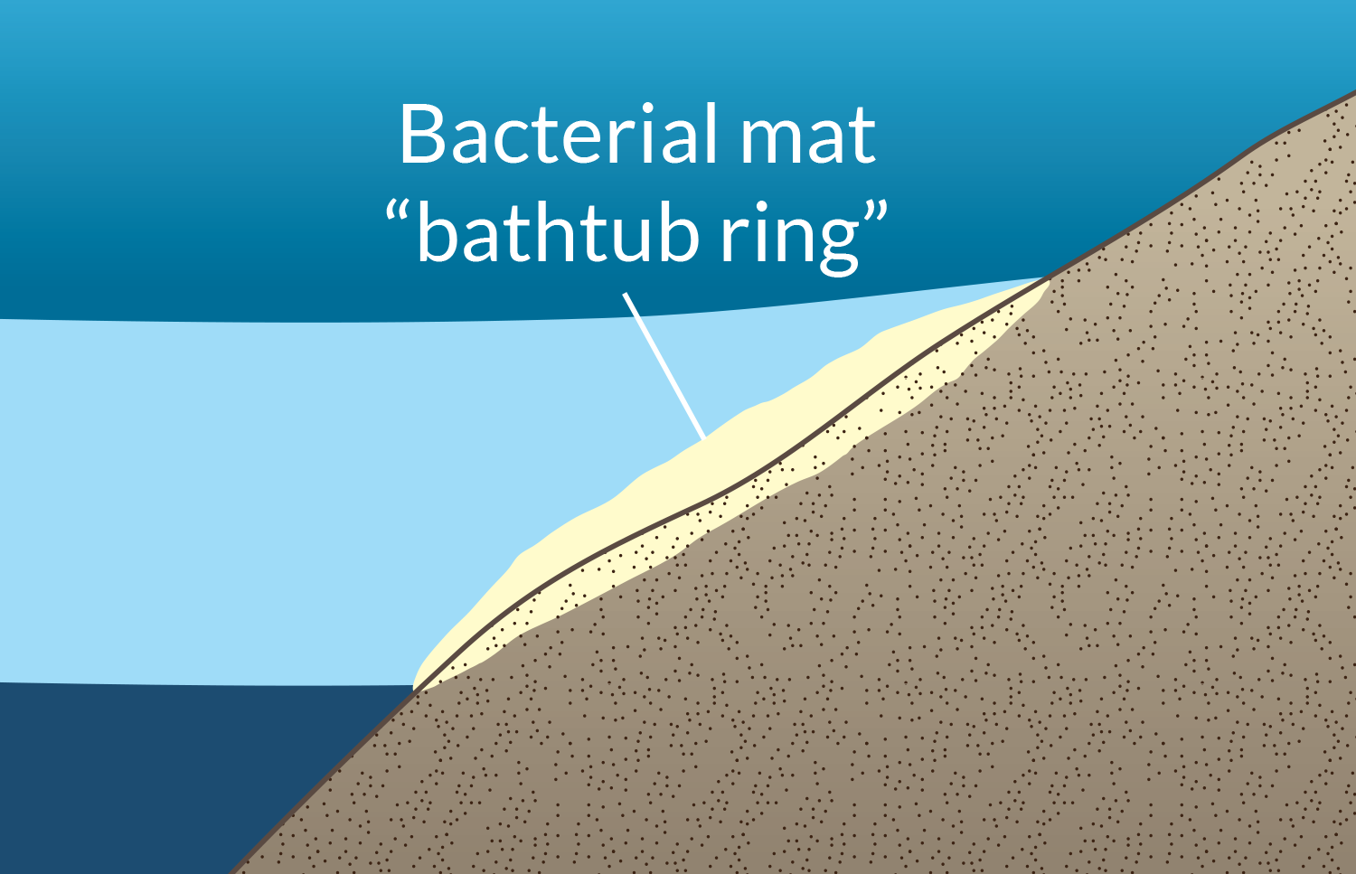 The halocline sits on top of the very salty water in the basin and touches the sides of the basin. Researchers call that area the “bathtub ring” because it is like the ring of soap scum and dirt that forms on a bathtub when the water is drained out. 