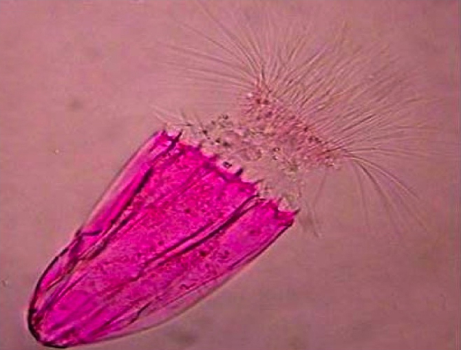 Loriciferan found by Danovaro et al. in sediment from L’Atalante Basin in the eastern Mediterranean. This specimen was stained with a pink dye to make it easier to see. It is about 250 microns long, about the size of the period at the end of this sentence. (Photo by Danovaro et al., BMC Biology 2010, 8:30)