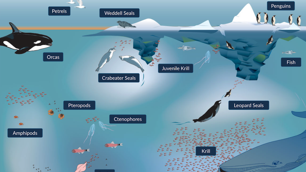 ocean ecosystem diagram