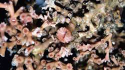 deepsea coral