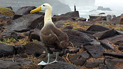 waved albatross