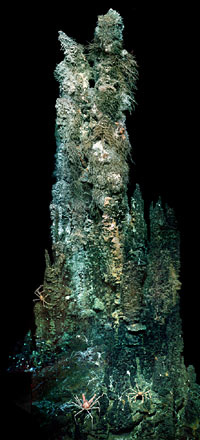  Detail of a hydrothermal chimney in the Mothra Field.