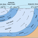 Cold water that flows north in the Atlantic Ocean forms around Antarctica. Antarctic Bottom Water forms on the continental shelf and sinks to spread through the bottom of the world's oceans. It is the coldest, deepest water in the ocean. Antarctic Intermediate Water forms further north and flows at a shallower depth.