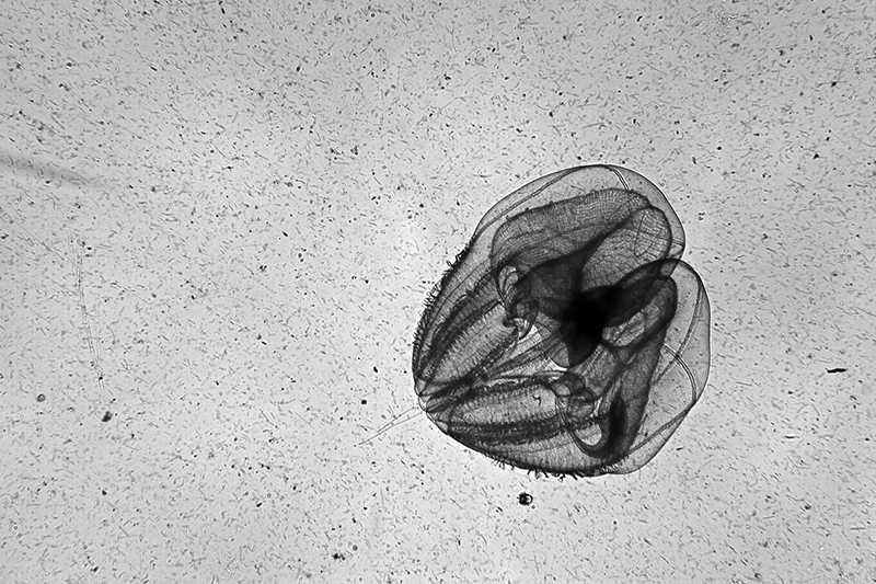 The In-situ Ichthyoplankton Imaging System (ISIIS) captured this beautitful image of a ctenophore, commonly known as a comb jelly.