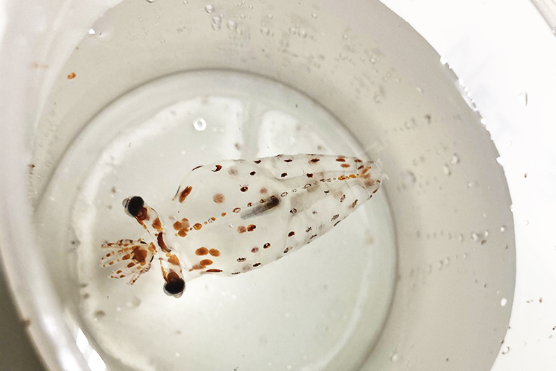 A live glass squid sits in a collection jar. Photo by Michelle Cusolito, @Woods Hole Oceanographic Institution