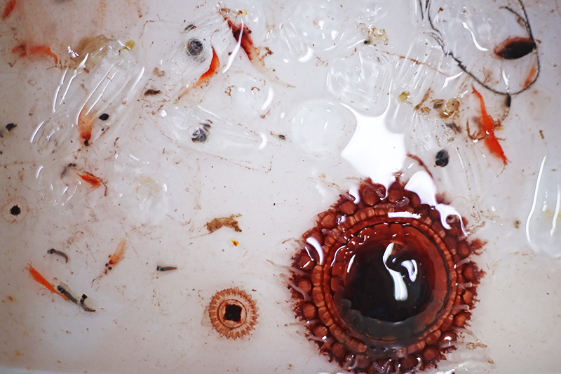 A sample from the Twilight Zone includes an Atolla jelly (far right) and other invertberates. Photo by Marley Parker, @Woods Hole Oceanographic Institution